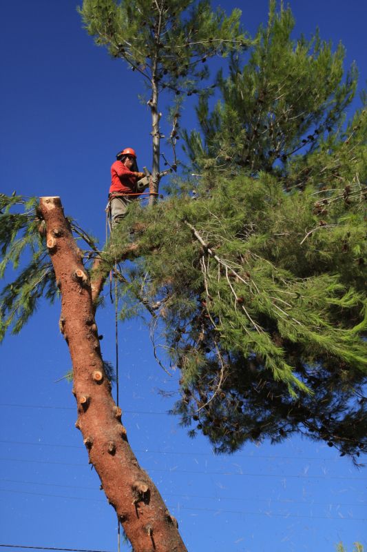 Local Spruce Tree Removal pros at work
