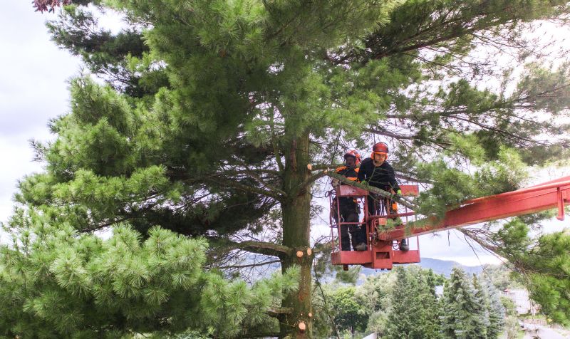 Spruce Tree Removal