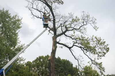 Tree Cutting and Lifting